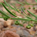 Phyllanthus incurvus